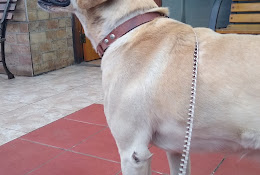Clinica Veterinaria El Salvador Limitada