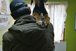 Clínica Veterinaria En Curico Rauquén