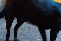 Clínica Veterinaria En Manada