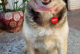 Clínica Veterinaria Fervet