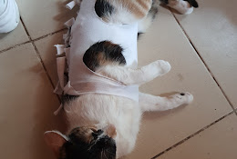 Clinica Veterinaria Gusboral