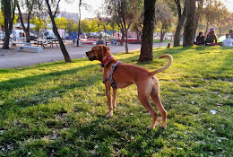 Clínica Veterinaria Helkekura