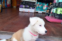 Clínica Veterinaria Hotel Y Guardería El Labrador