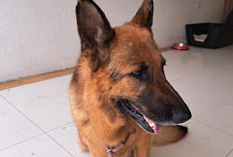 Clínica Veterinaria Huellas Concepción