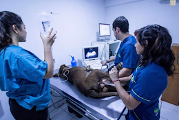 ClĆnica Veterinaria Huellitas