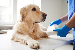 Clinica Veterinaria Issanieve