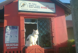Clínica Veterinaria Kanycat