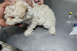 Clinica Veterinaria Laguna Sur