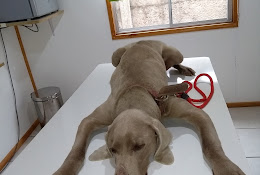 Clinica Veterinaria Las Palmas