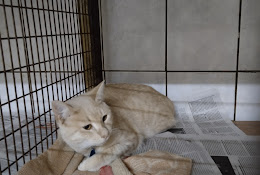 Clínica Veterinaria Levarte