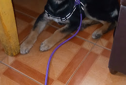 Clínica Veterinaria Lo Espejo