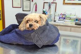 Clinica Veterinaria Los Avellanos