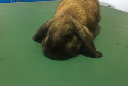Clinica Veterinaria Los Pinos