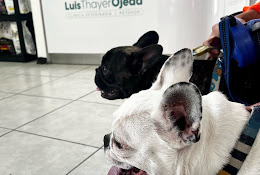 Clínica Veterinaria Luis Thayer Ojeda