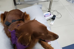 Clínica Veterinaria Másquevet