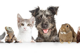 Clínica Veterinaria Mayvet