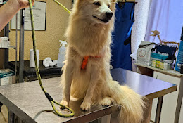 Clínica Veterinaria Mimi Vet