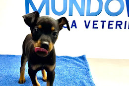 Clinica Veterinaria Mundovet Buin