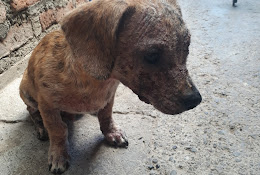 Clínica Veterinaria Municipal Puente Alto