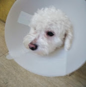 Clínica Veterinaria Ojos Del Salado