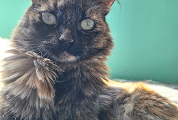 Clínica Veterinaria Parque Lantaño