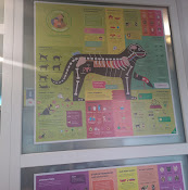 Clínica Veterinaria Petto