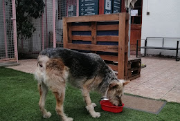 Clínica Veterinaria Pravet