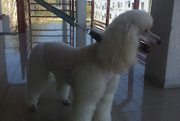 Clinica Veterinaria Pulmari