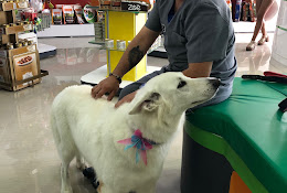 Clínica Veterinaria Puppy Land