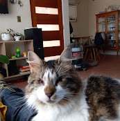Clínica Veterinaria Quillotavet