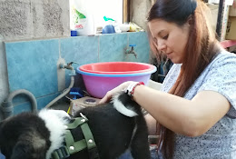 Clinica Veterinaria Revolution Pet