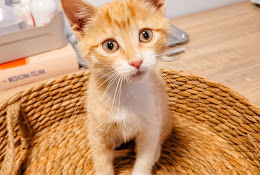 Clínica Veterinaria Salamanca Vets