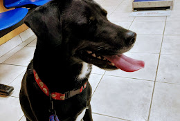 Clínica Veterinaria San Alberto