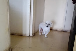 Clinica Veterinaria San Antonio