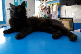 Clínica Veterinaria San Cristobal
