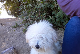 Clínica Veterinaria San Francisco De Asis Angol