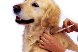 Clinica Veterinaria San Ignacio Spa