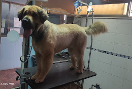 Clínica Veterinaria San Ramón