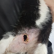 Clinica Veterinaria Seminario Ltda