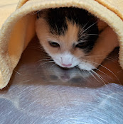 Clínica Veterinaria Teniente Cruz
