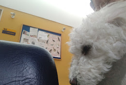 Clínica Veterinaria Udec Chillán