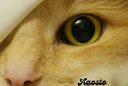 Clinica Veterinaria Versalles