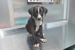 Clinica Veterinaria Vetanimalshome Quillota
