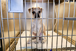 Clínica Veterinaria Vetom