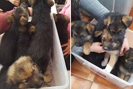 ClĆnica Veterinaria Vetsalud