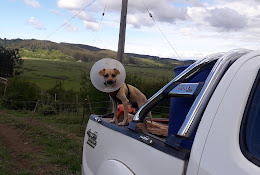 Clinica Veterinaria Vida Animal