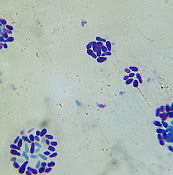Clínica Veterinaria Yungay