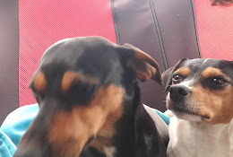 Clinica Y Farmacia Veterinaria Integral