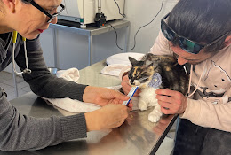 Consulta Veterinaria Los Alamos