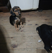 Consulta Veterinaria Ossa